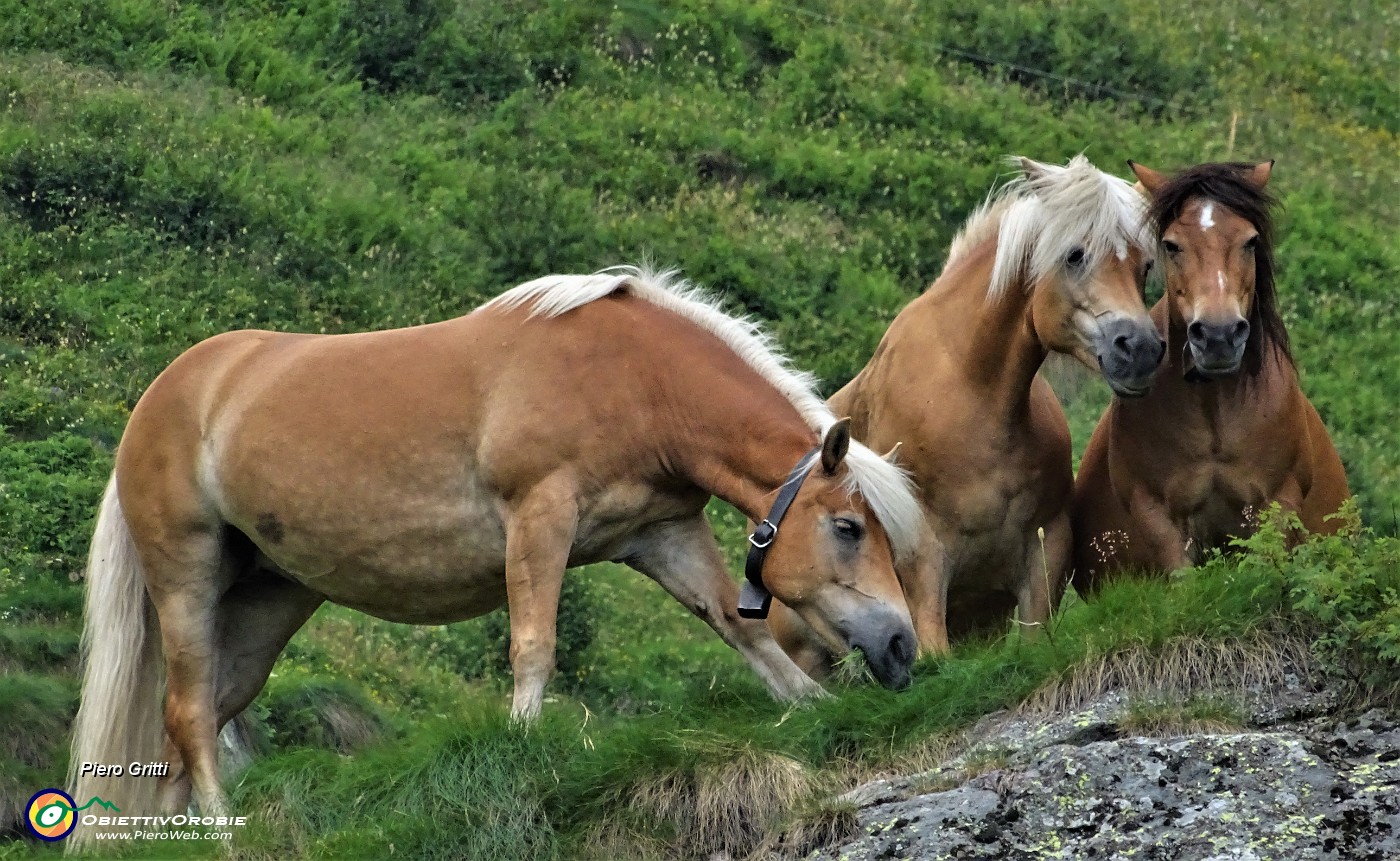 21 Cavalli al pascolo in Val d'inferno su roccione erboso.JPG